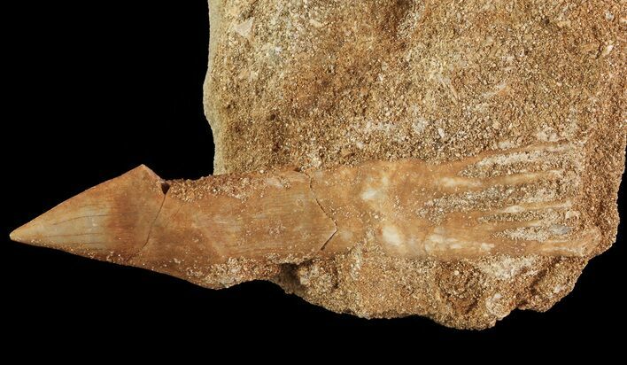 Cretaceous Sawfish (Onchosaurus) Rostral Barb - Morocco #71774